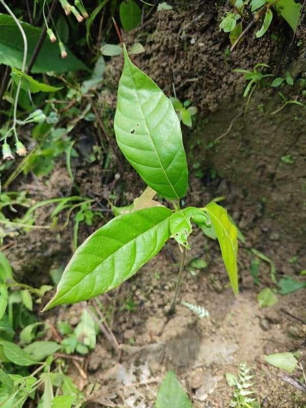 tree image