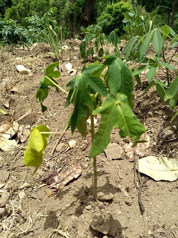 tree image