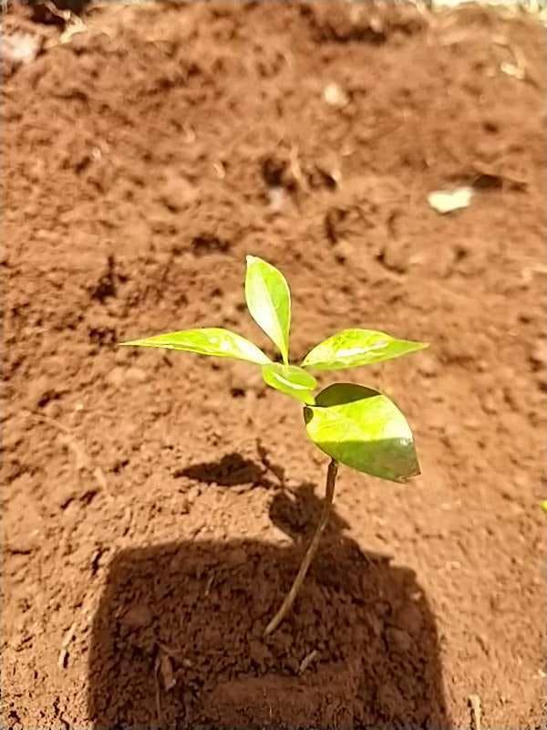 tree image