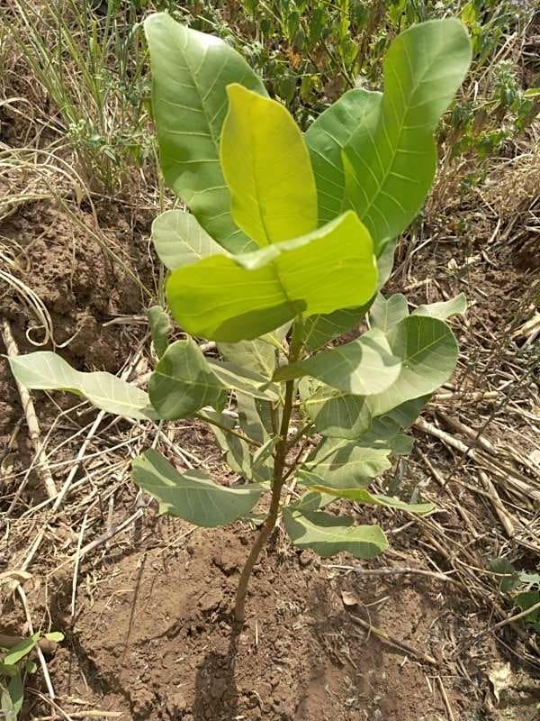 tree image