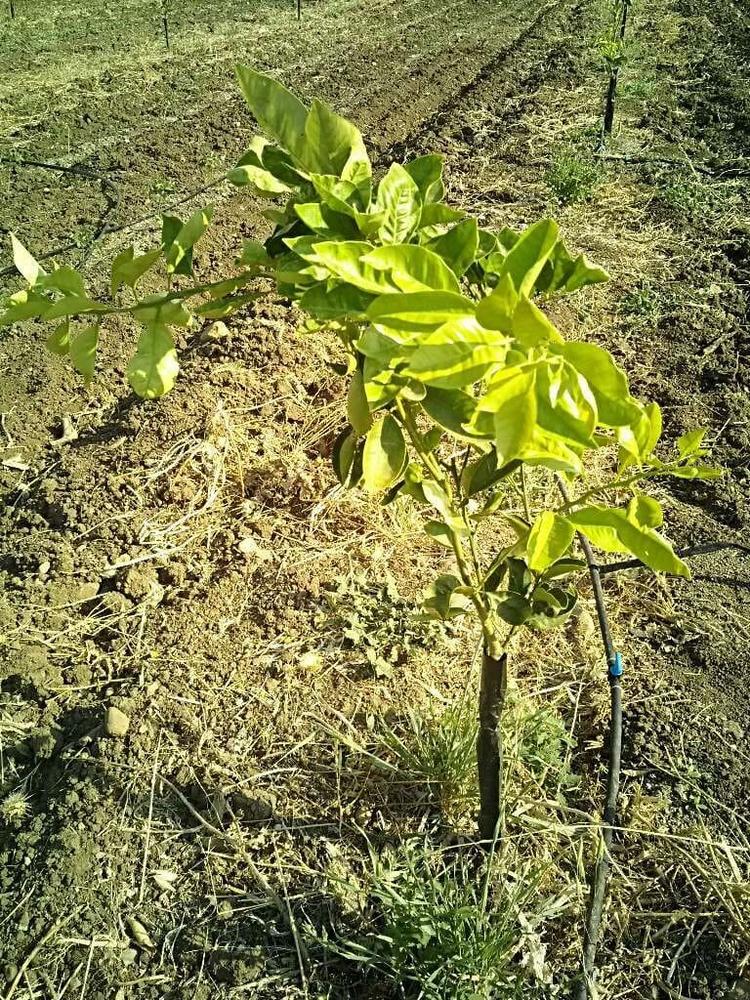 tree image