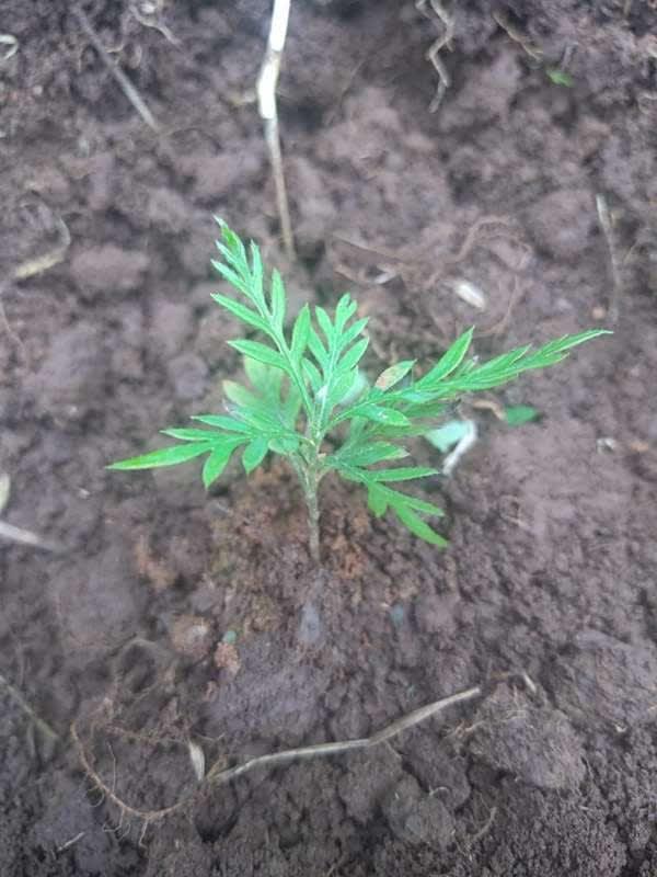 tree image