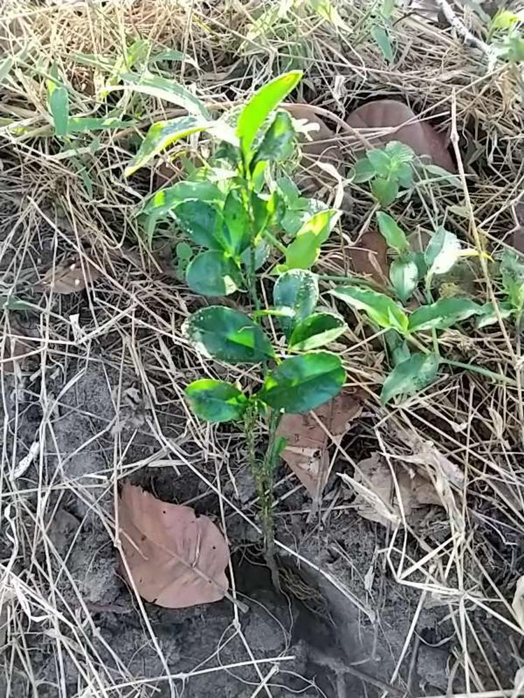 tree image