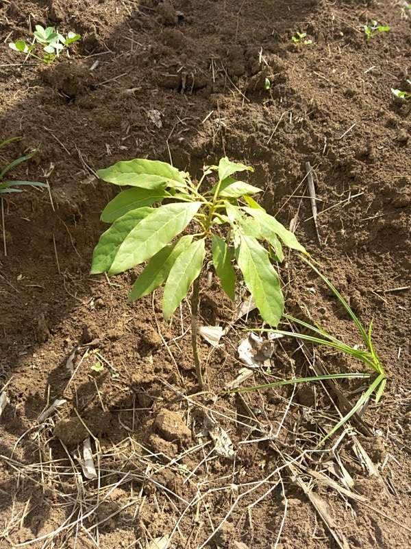 tree image