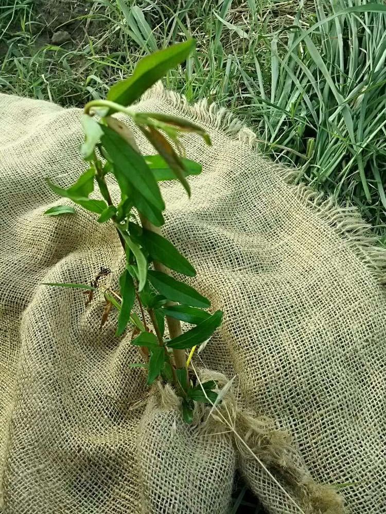 tree image