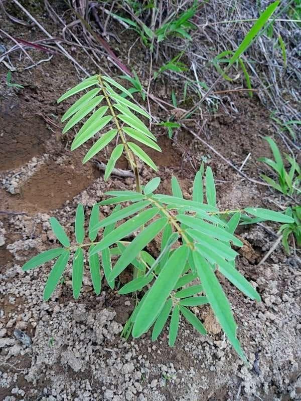 tree image