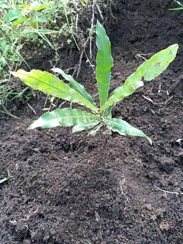 tree image