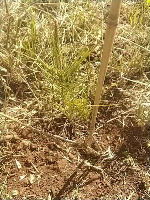 tree image