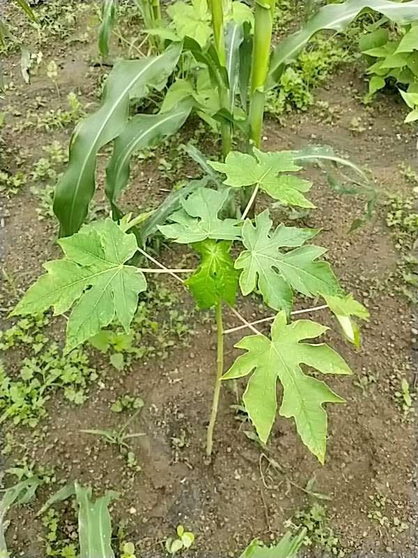 tree image