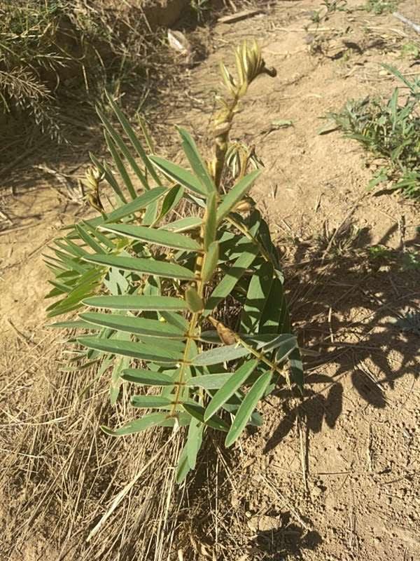 tree image