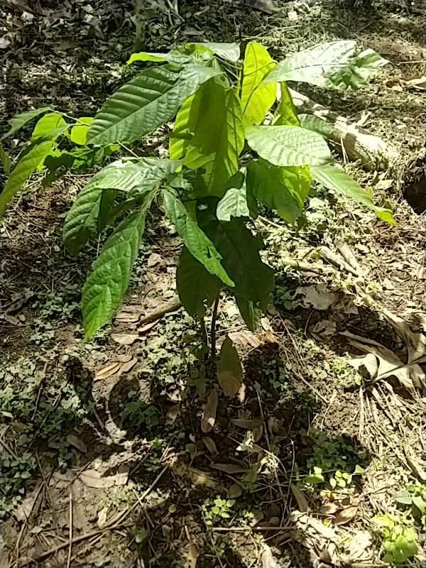 tree image