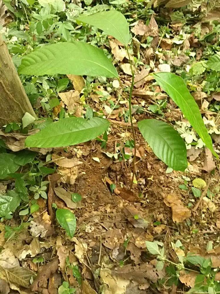 tree image