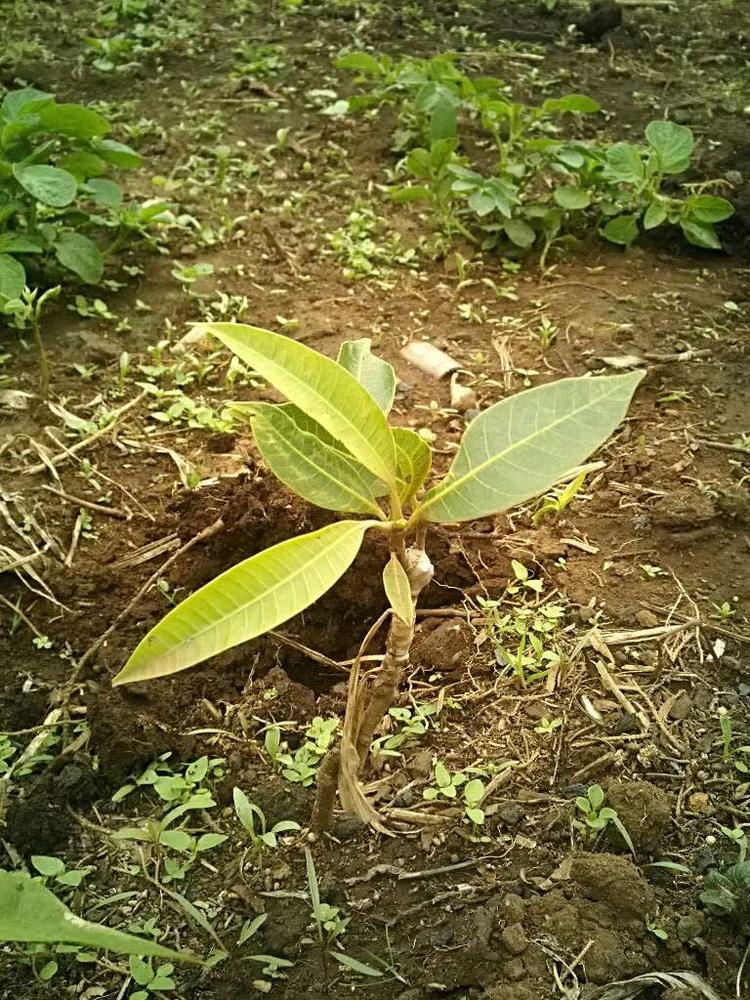 tree image