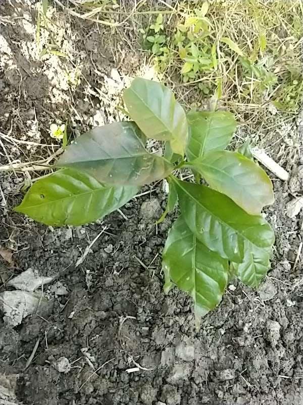 tree image