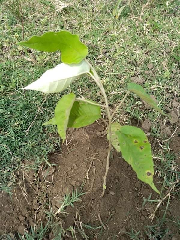 tree image
