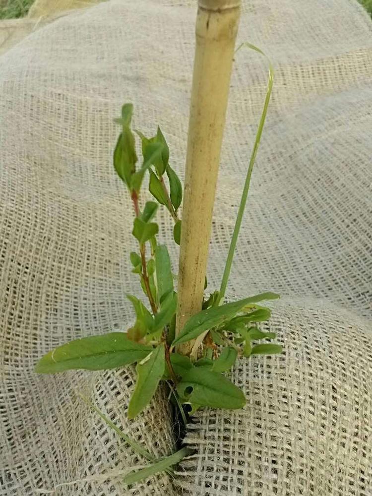 tree image