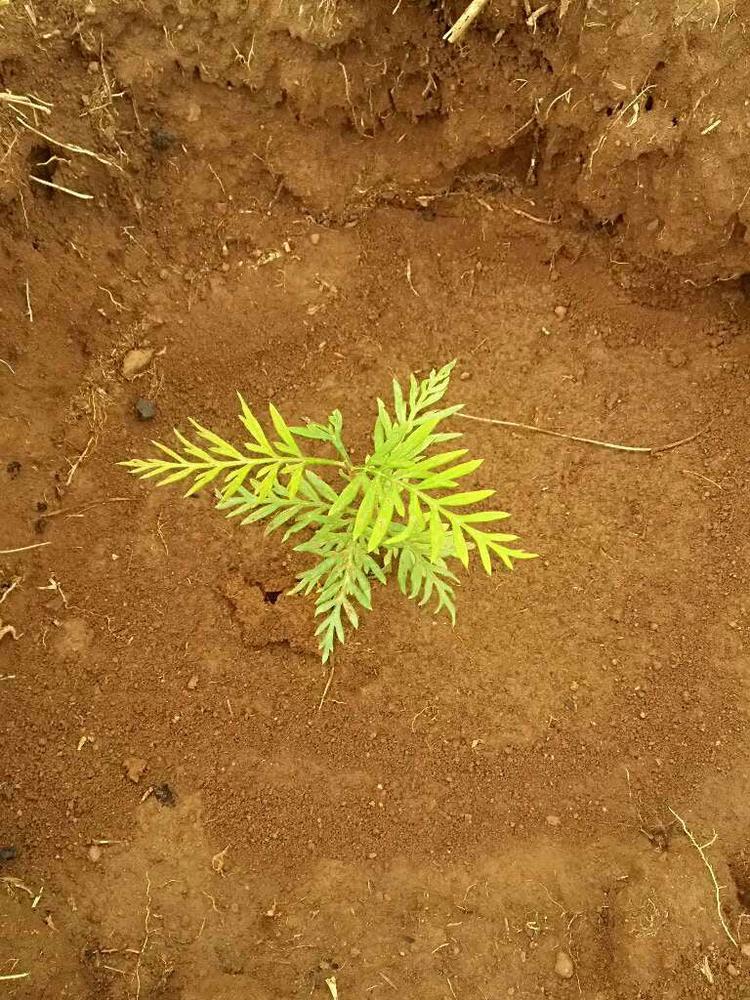 tree image