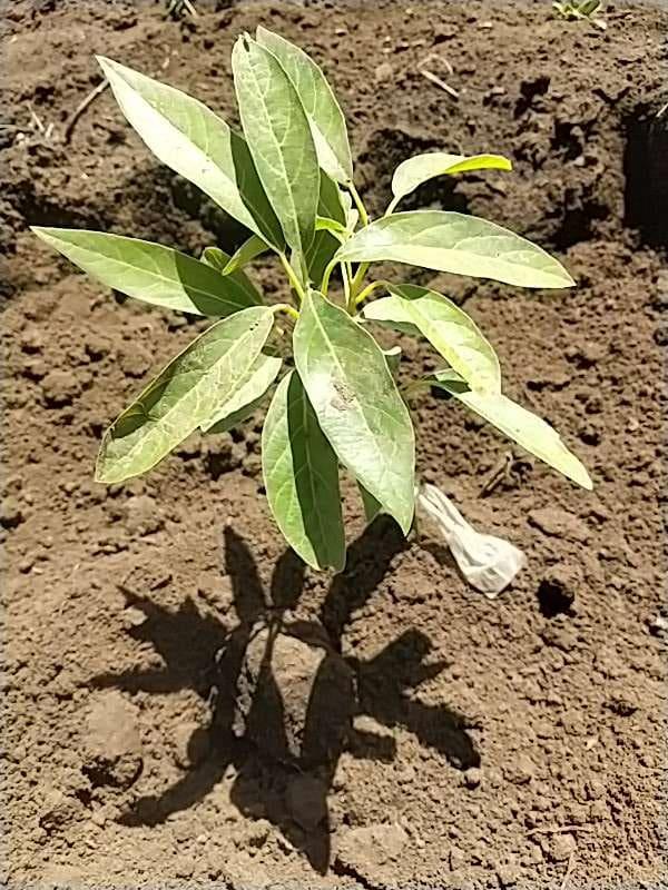 tree image
