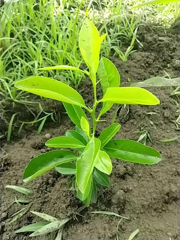 tree image