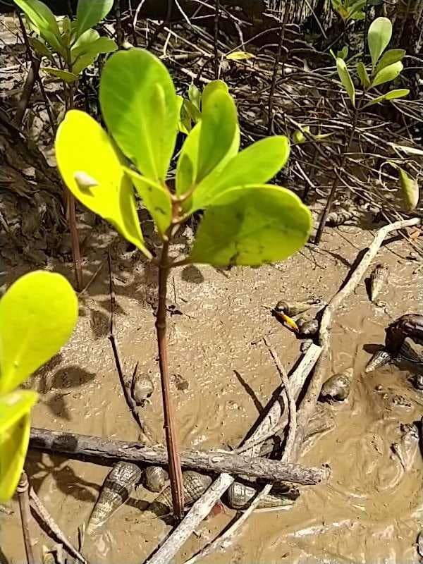tree image