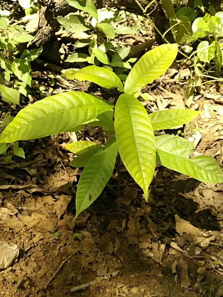 tree image