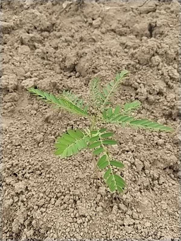 tree image