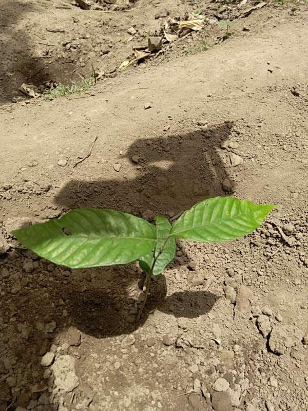 tree image