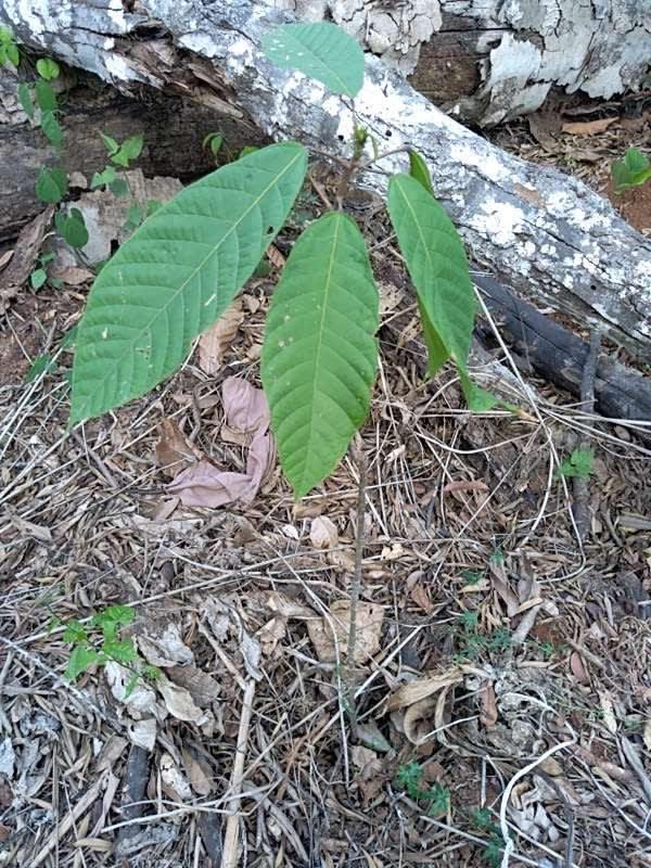 tree image