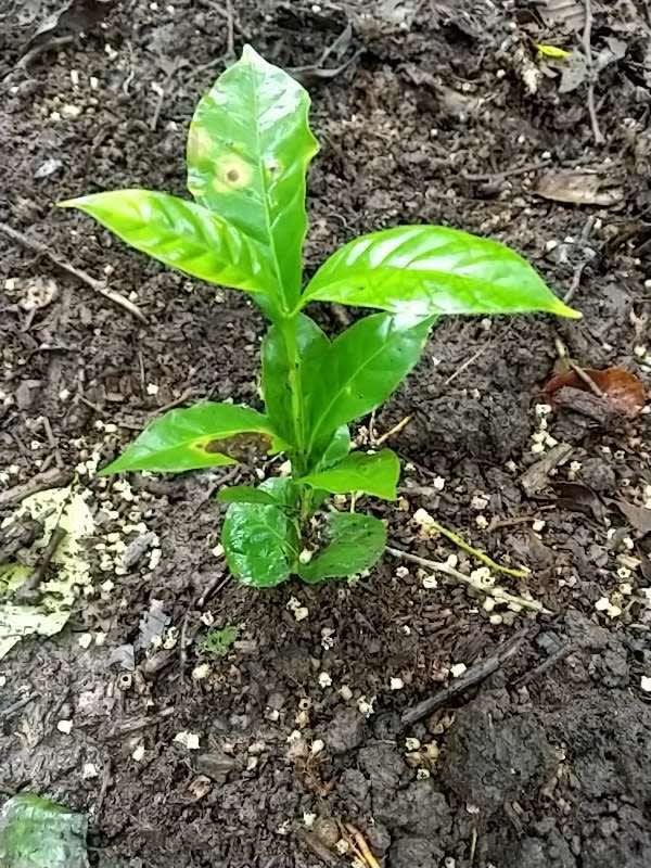 tree image