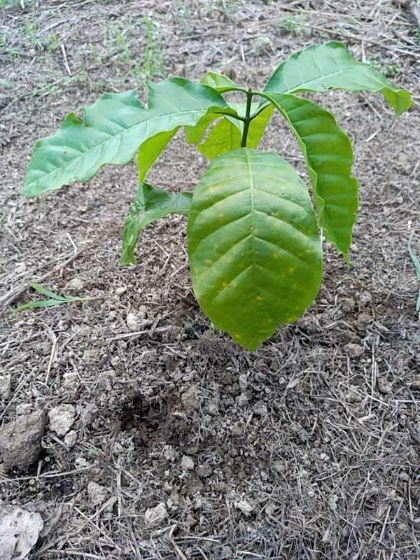 tree image