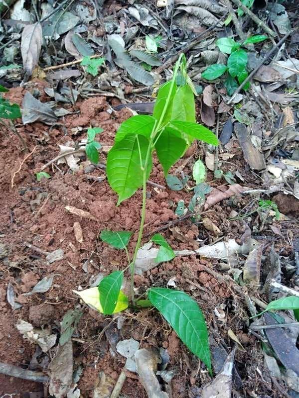 tree image