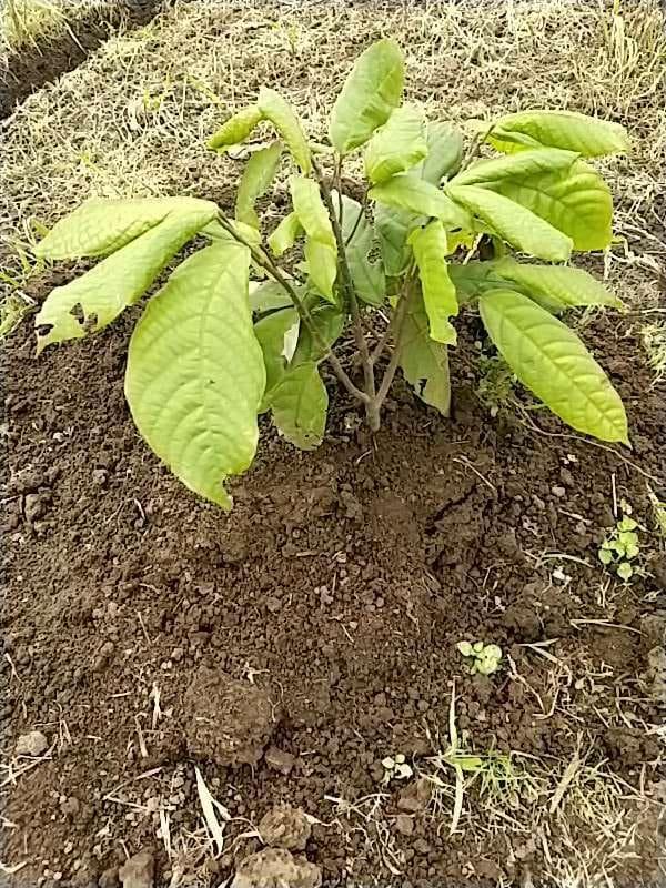 tree image
