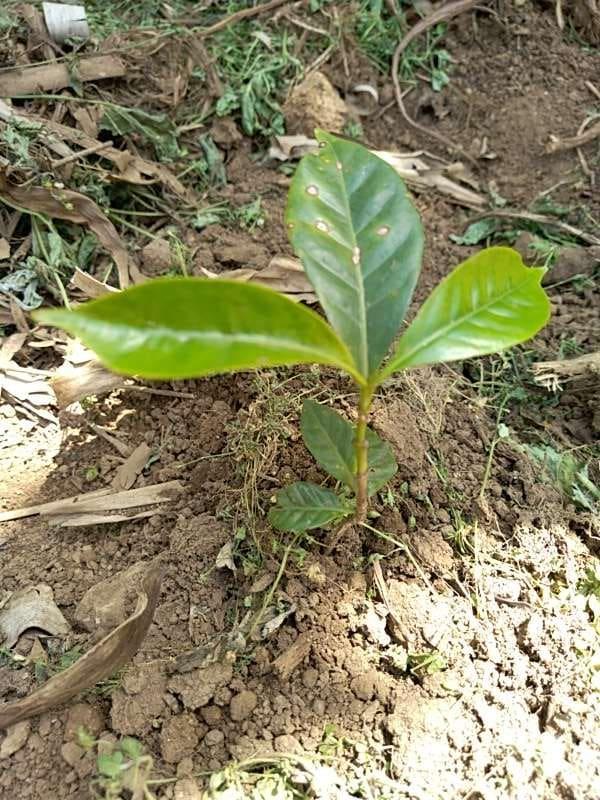 tree image