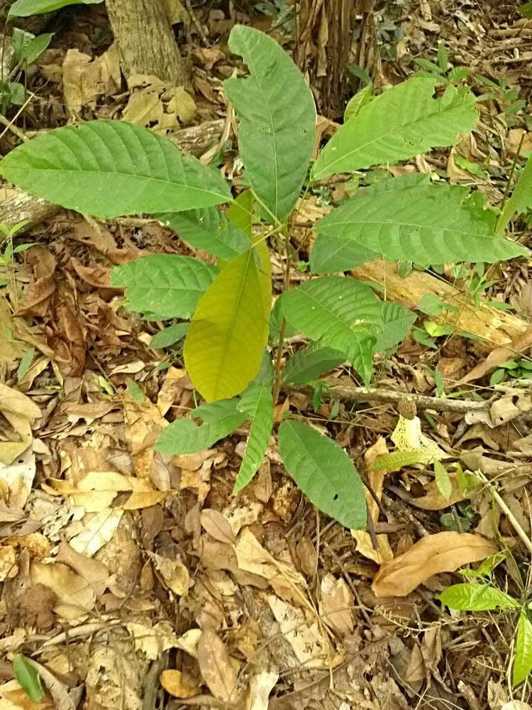 tree image