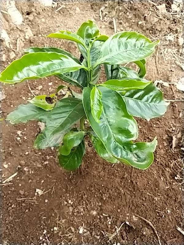 tree image