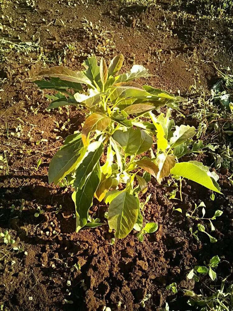 tree image