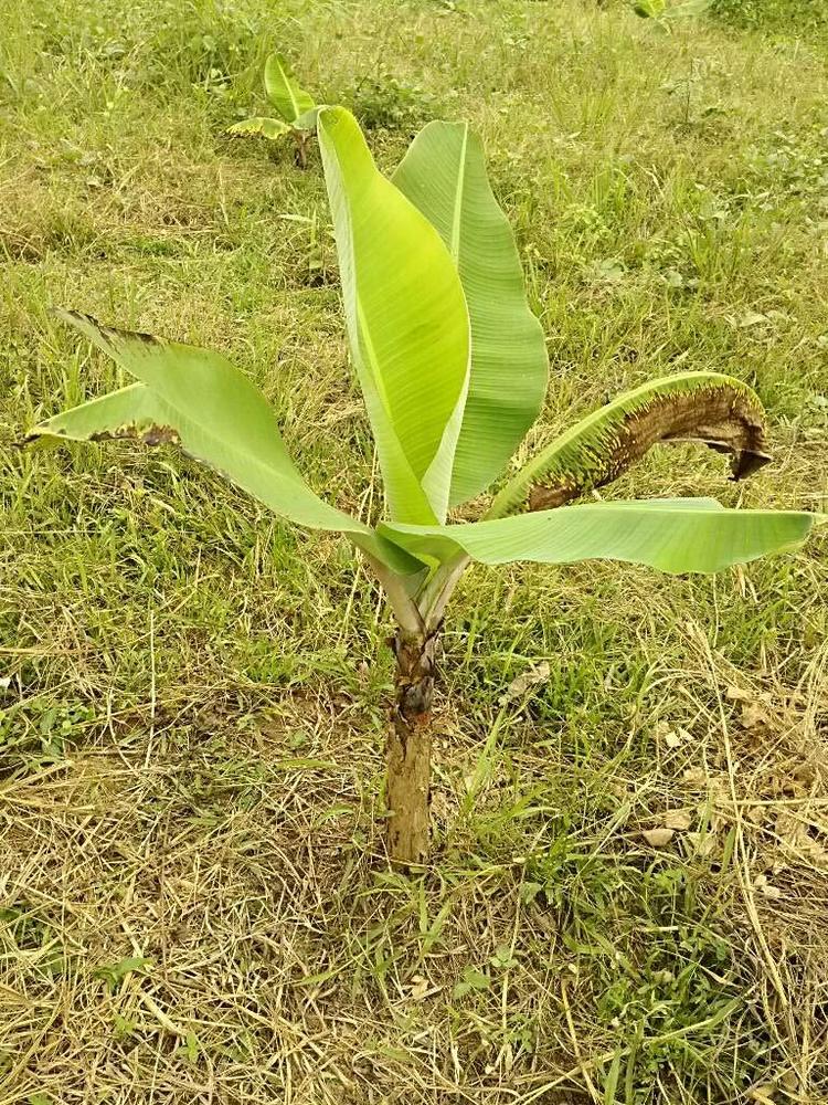 tree image