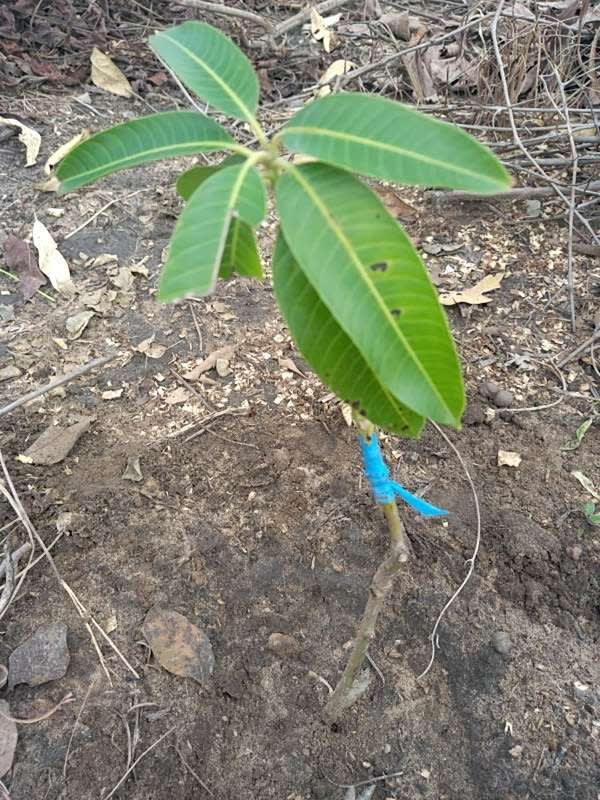 tree image