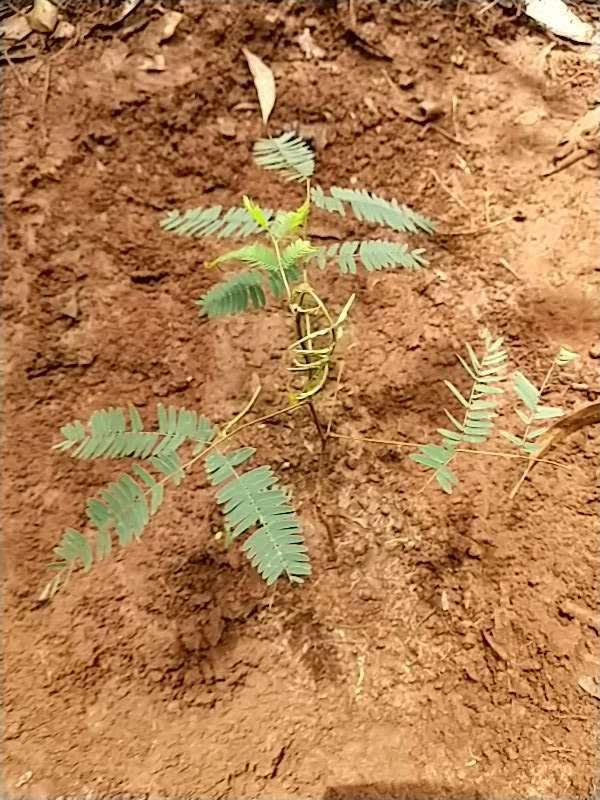 tree image