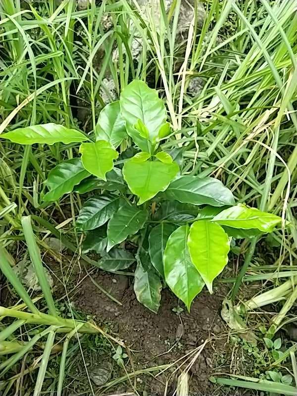 tree image
