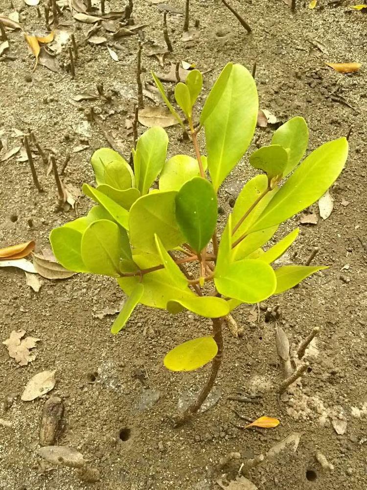 tree image