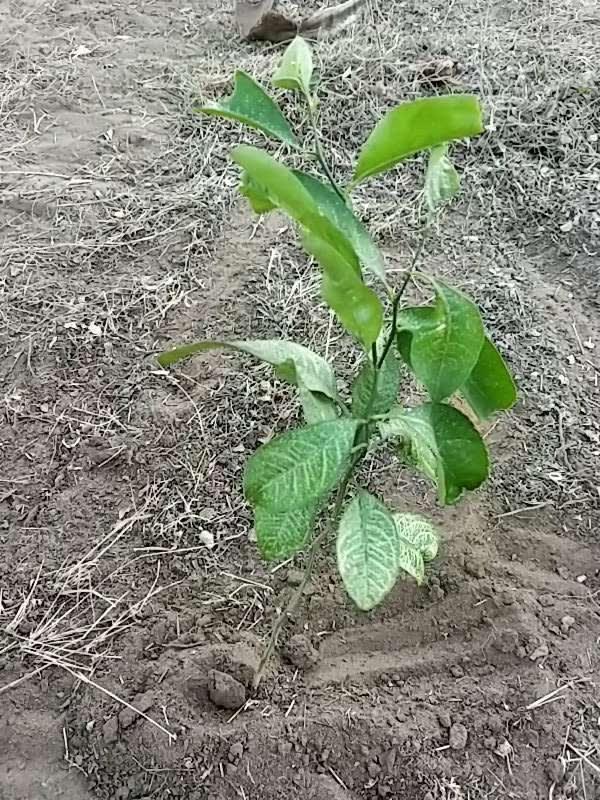 tree image