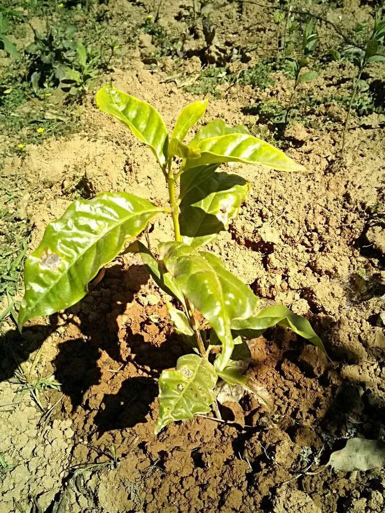 tree image