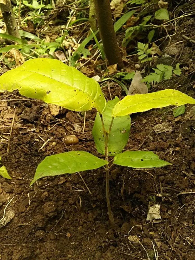 tree image