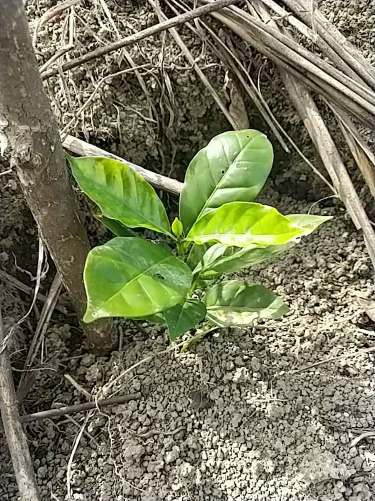 tree image