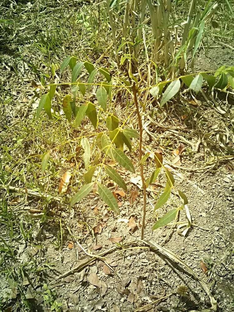 tree image
