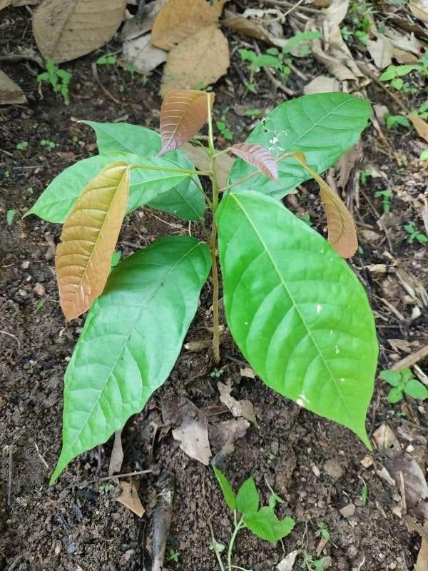 tree image