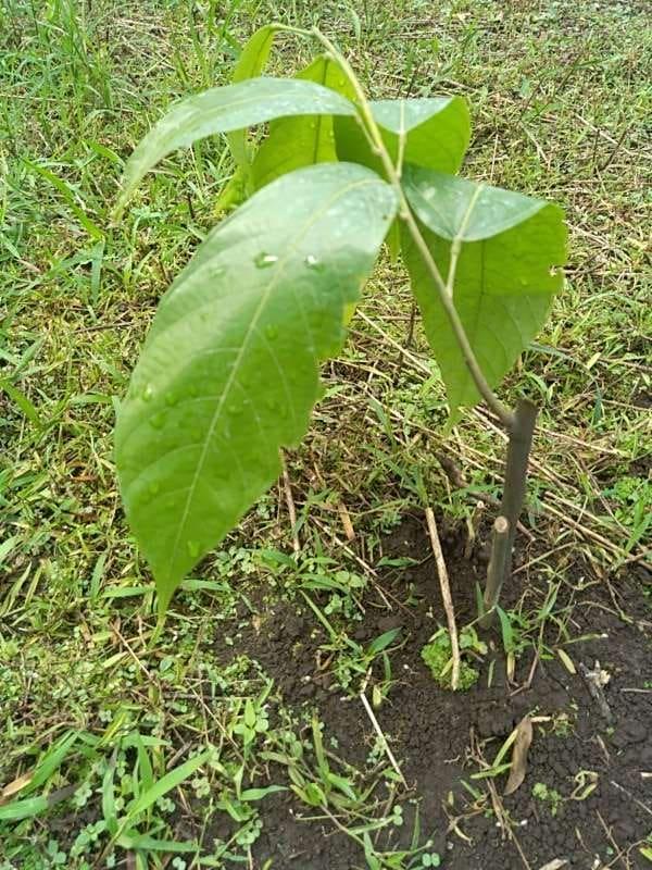 tree image