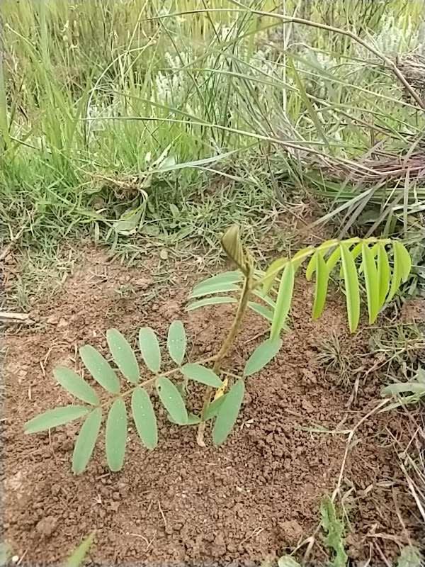 tree image