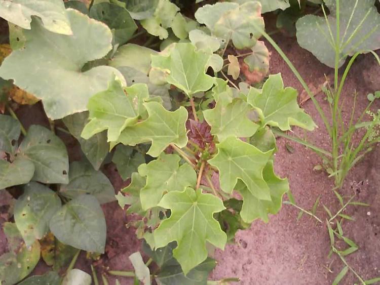 tree image